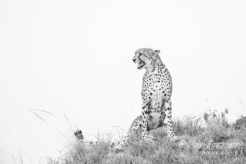 The Lookout_RLP156589 - Wildlife Fine Art