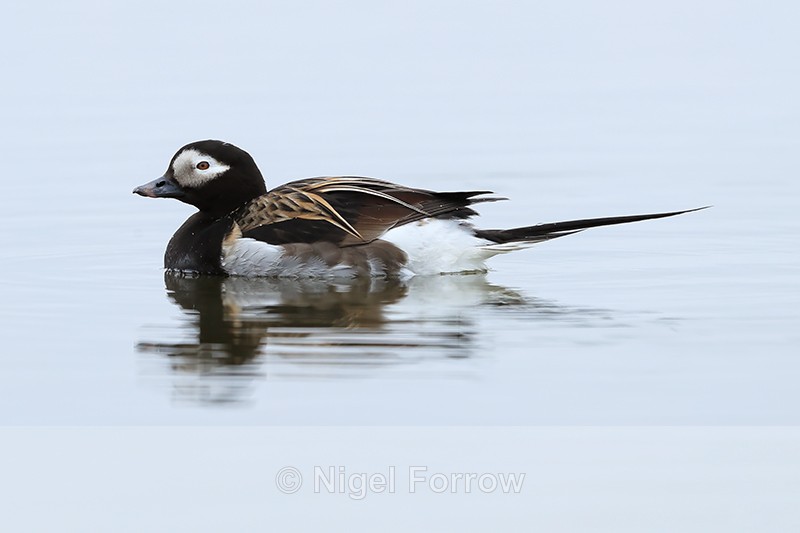 Long-tailed Duck (Male) side, Iceland - Long-tailed Duck