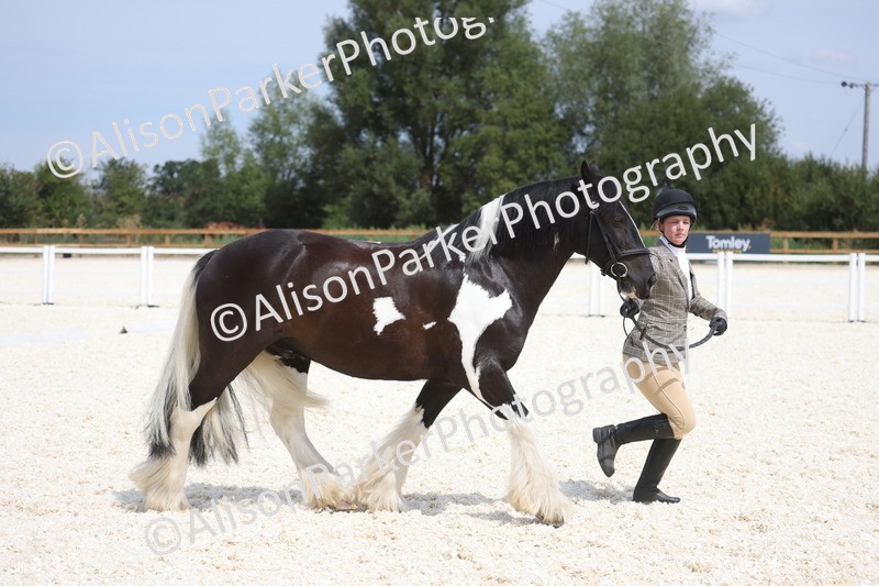 20260802-1491 - Class 16 - Best Horse or Pony