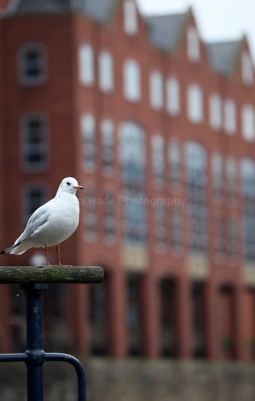 Black headed urban in Bristol _0027 - Birds, swans and gulls