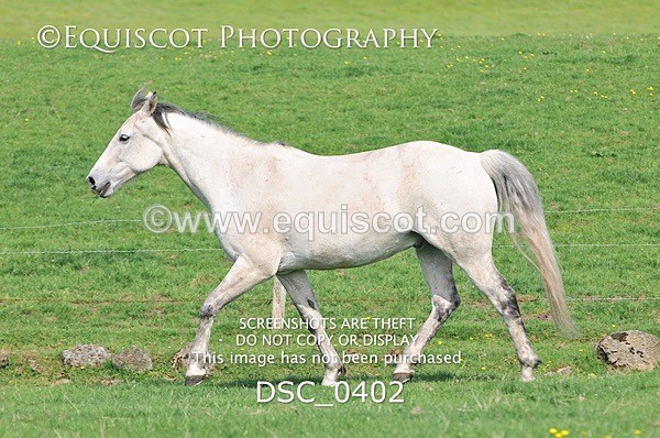 DSC_0402 - ARCHIVE REQUEST - Quincy and Guinness