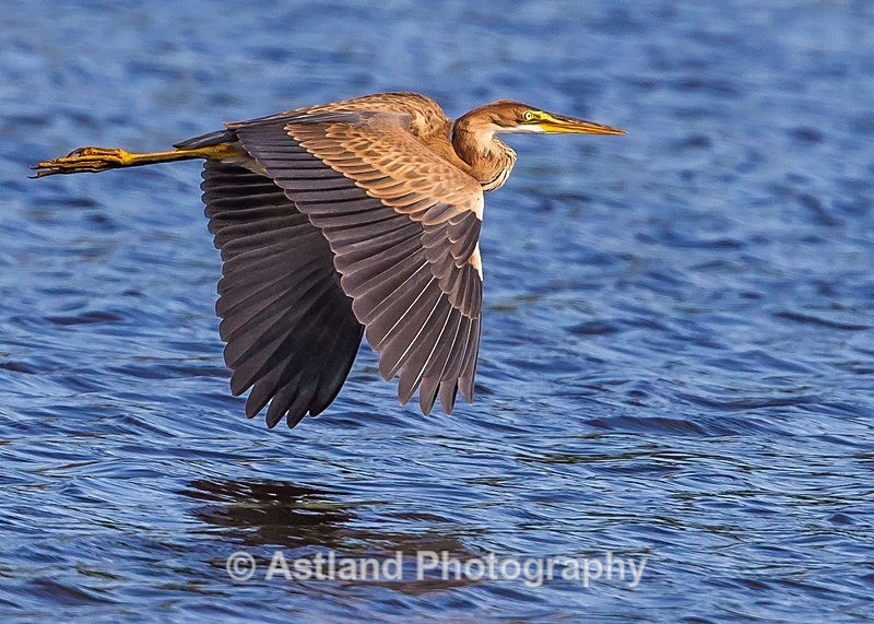 Astland Photography, Bird and Wildlife Images, Susan and Peter Wilson, U.K.