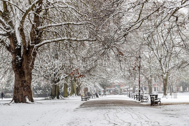 3KJS8517 - Trees in Abington Park