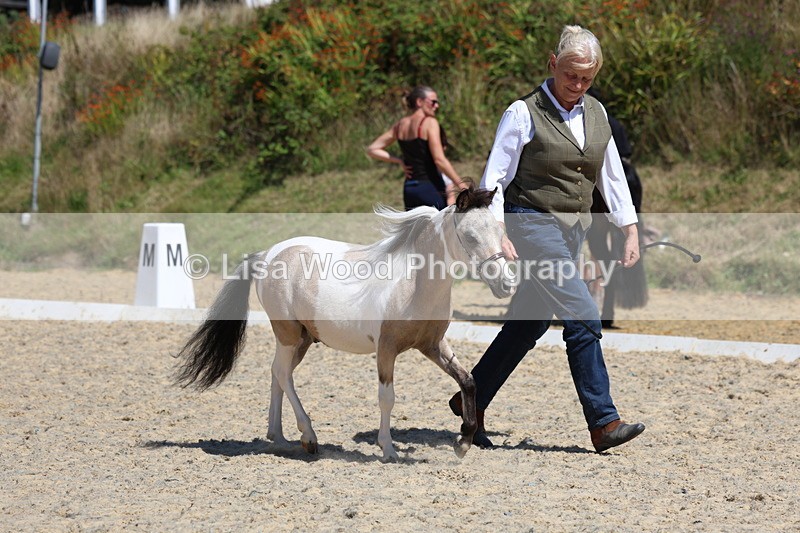 3E7A9455 - Class 30: Mnititature Horse