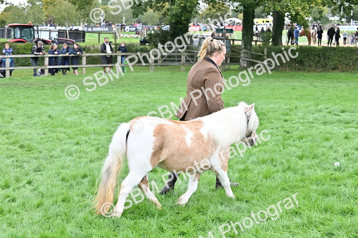 SBM_56962 - S45 - Coloured Pony In Hand