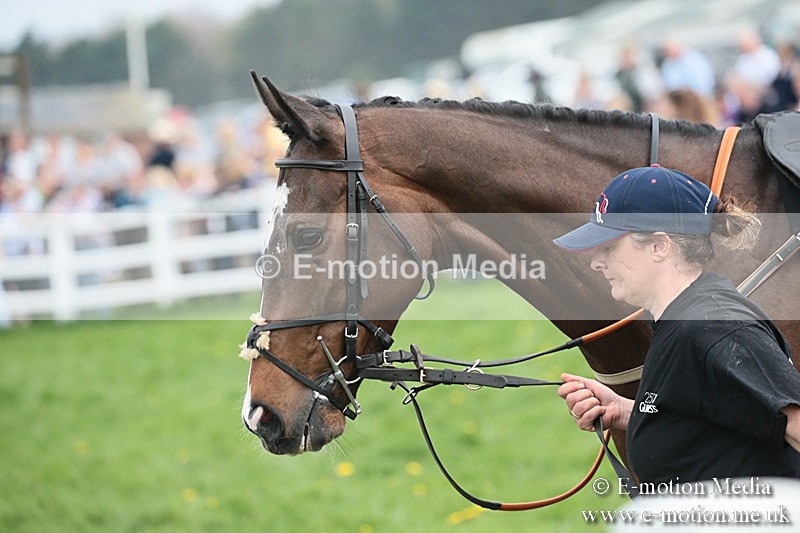 PtP 210418 164 - South & West Wilts Point-to-Point Larkhill 21/04/18
