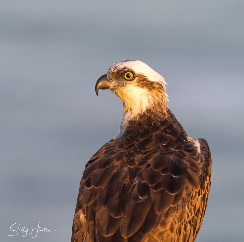 Osprey Golden 4