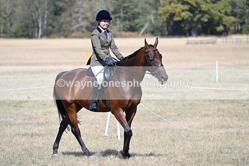WJ7_1170 - Class 41 Prettiest Mare