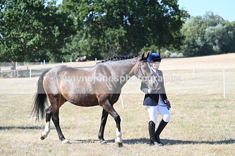 WJ7_1709 - Class 42 Most Handsome Gelding