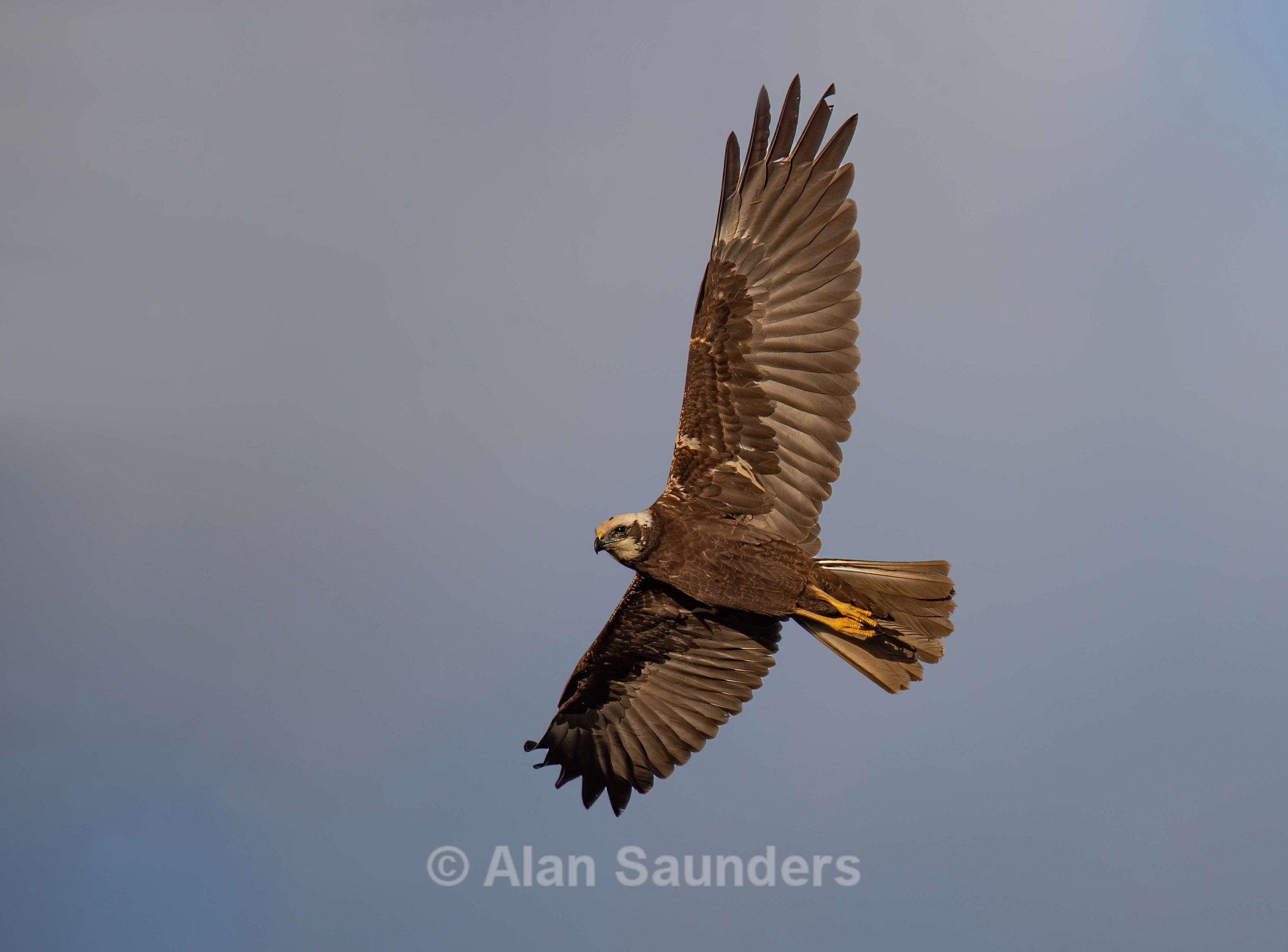 Marsh Harrier 1