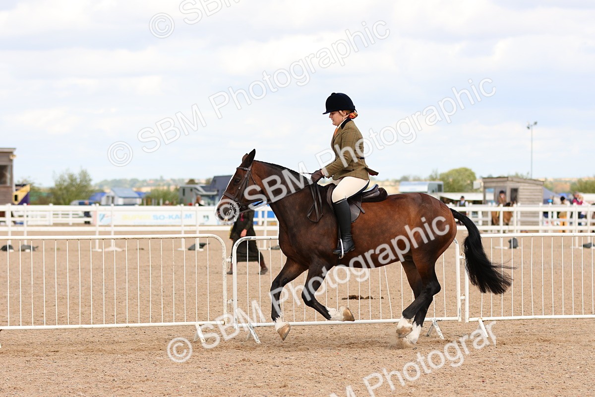 SBM_15507 - Class 214 - Ridden Show Cob