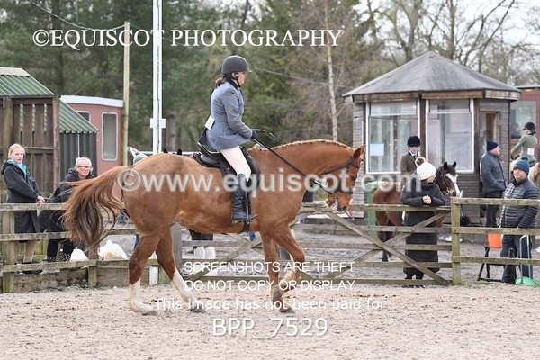 BPP_7529 - RING 1  (RIDDEN HORSES / IN HAND / VETERAN ETC)