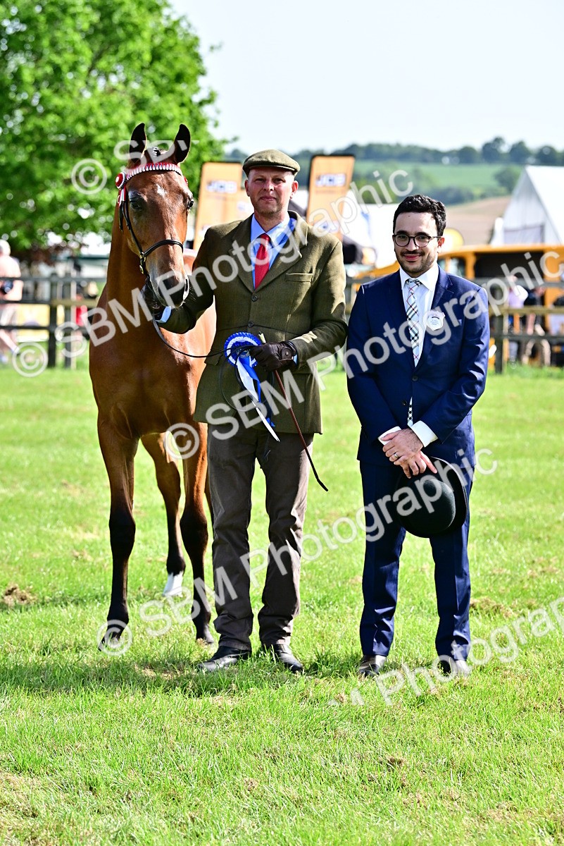 SBM_01115 - Class 46-49 - Arab and Part Bed-Anglo Arab In Hand