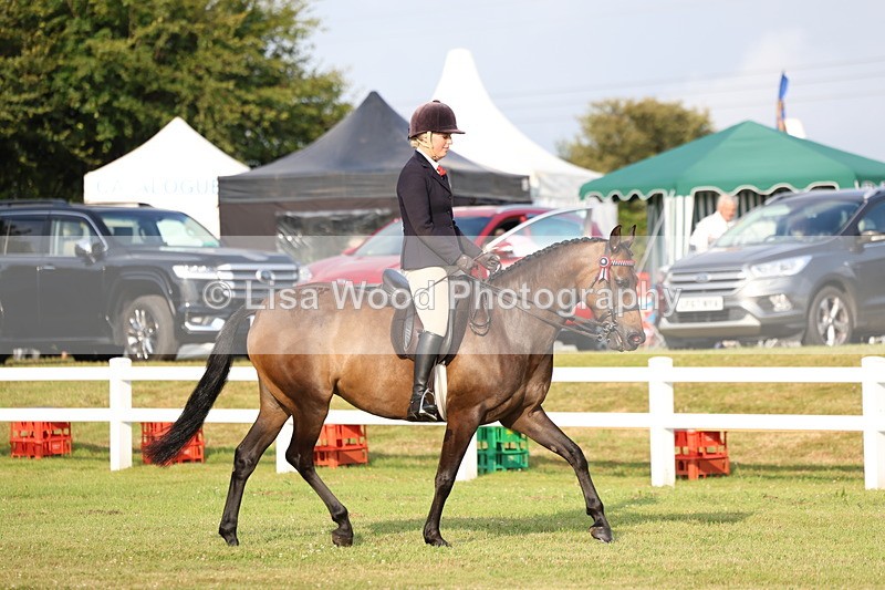 3E7A7660 - Class 1: Rising Star Small Hack/Riding Horses