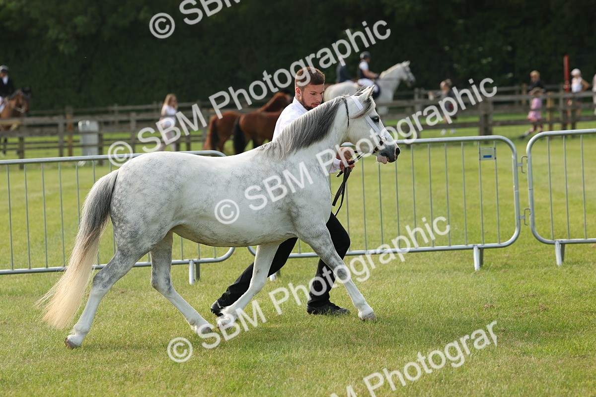 SBM_00546 - Class 6-13 - Mountatin and Moorland In Hand Welsh Breeds