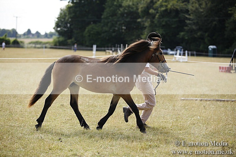 _C7A9665 - BVRC Sow 2018 Ring 2