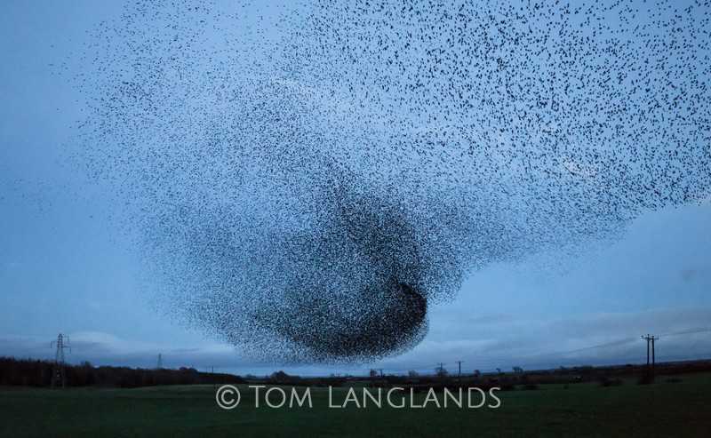 Starlings - Starlings and Murmurations