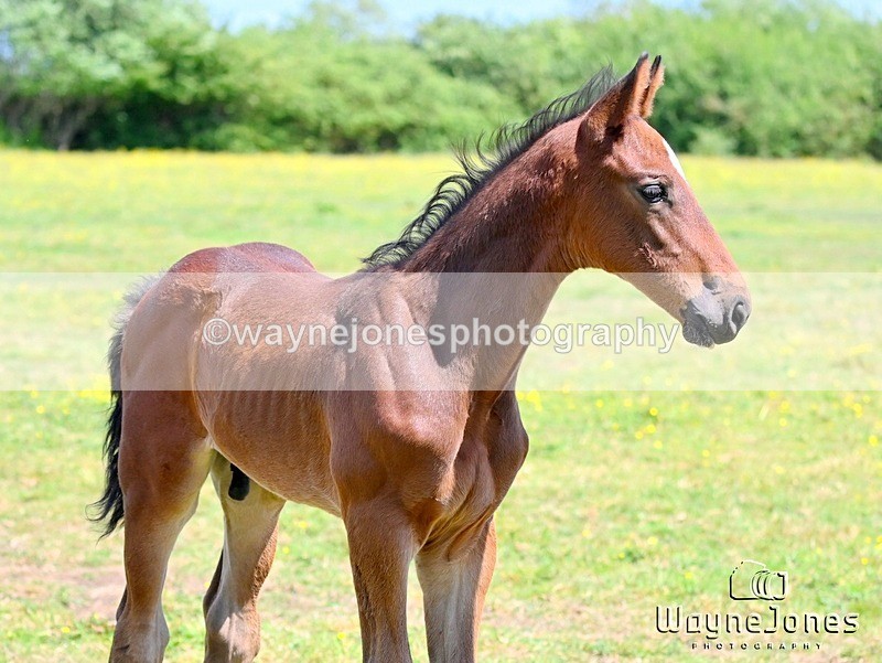 WJ6_4146 - Lyford Stud - Foals 01-06-25