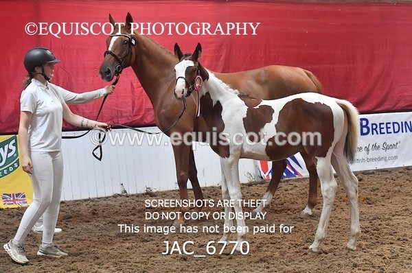JAC_6770 - 15 Ziggy of Westoak