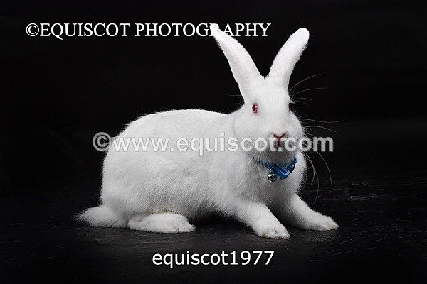 equiscot1977 - GIZMO & OSCAR