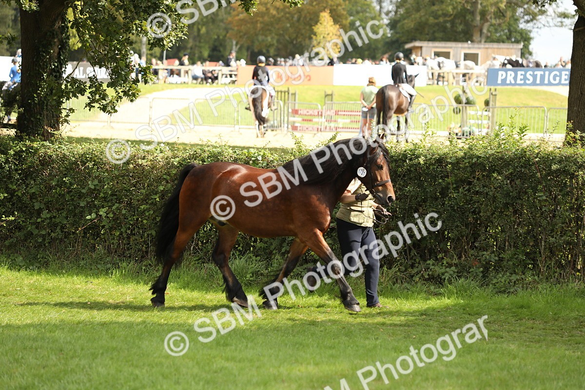 SBM_65350 - S47 - Mountain & Moorland In Hand Large Breeds