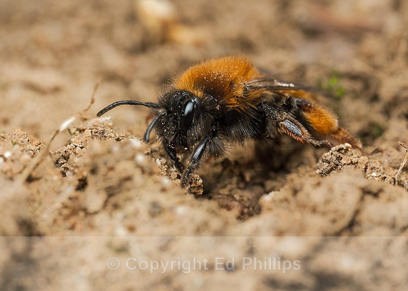 Andrena clarkella (f) - Andrena clarkella