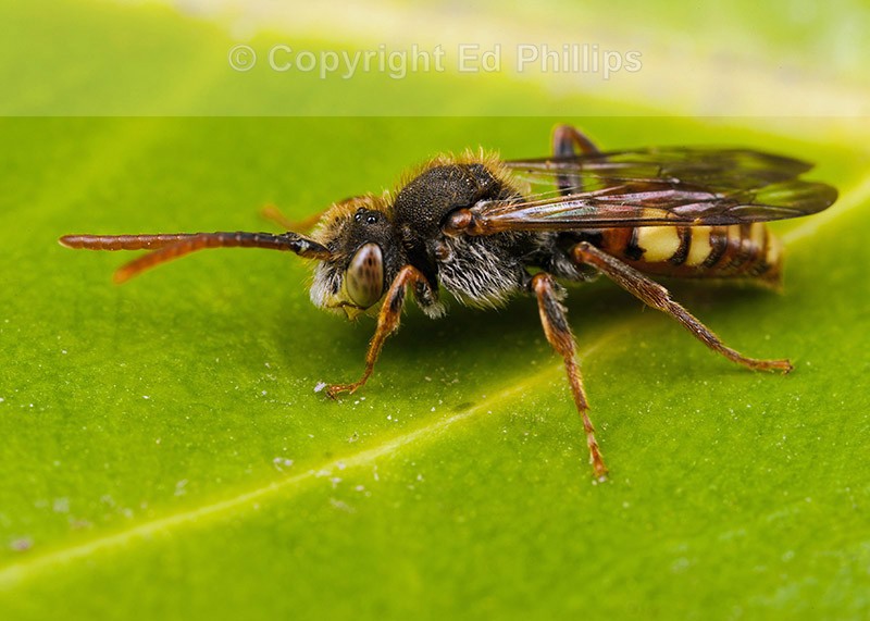 Nomada hirtipes (m)