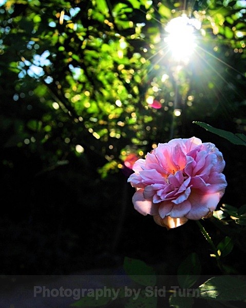  - Flowers and Plants