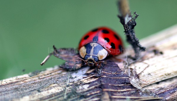 Insects _ AN 030 - Insects & Snails, Great Britain