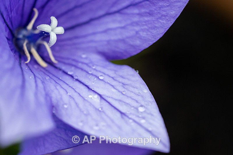 ANT_8865-1 - Plants