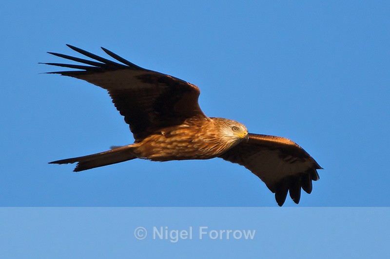 Red Kite gliding - Red Kite