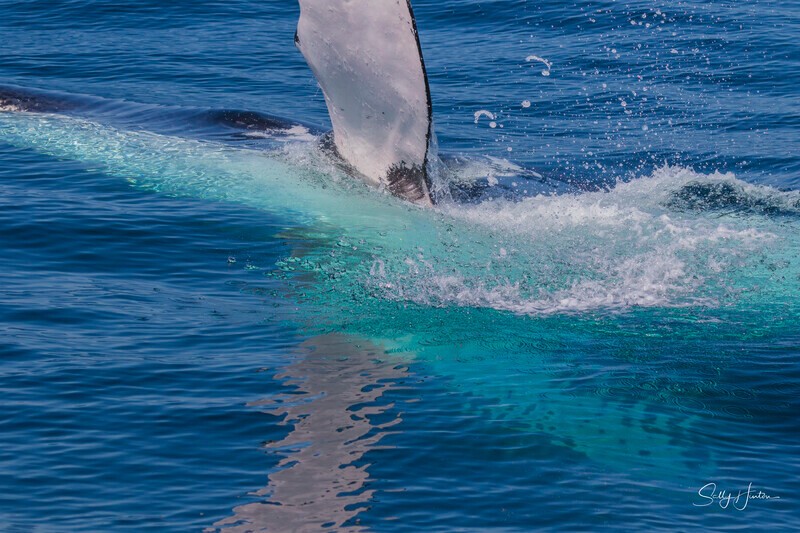 0A3A2660 - 2024 Whale Photos