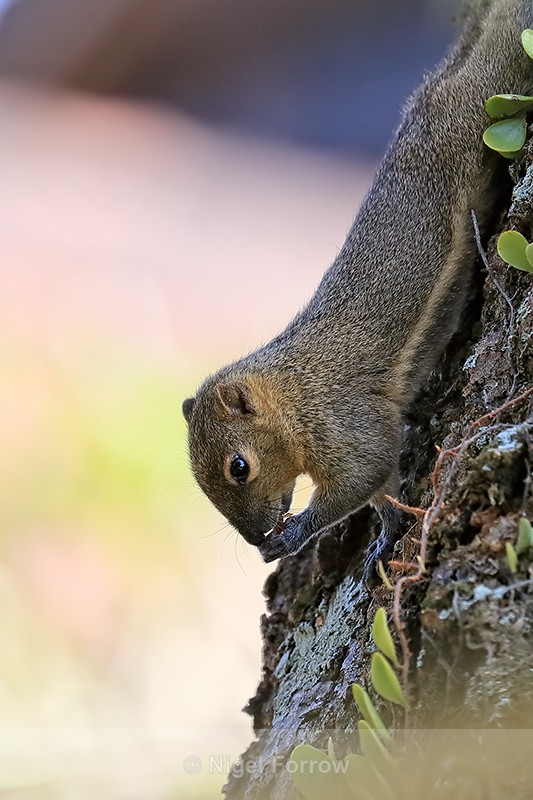 Plantain Squirrel feeding, Ubud, Bali - Squirrel