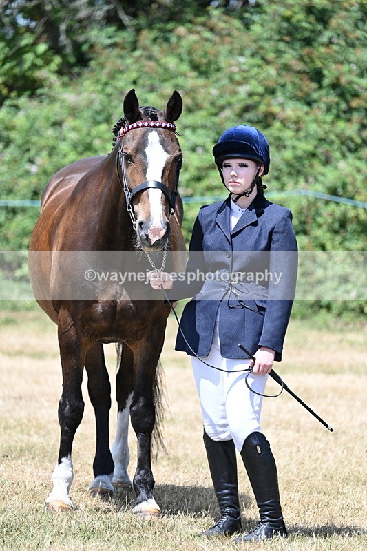 WJ7_2403 - Class 5a Most Handsome Gelding in hand (above 14.2hh)