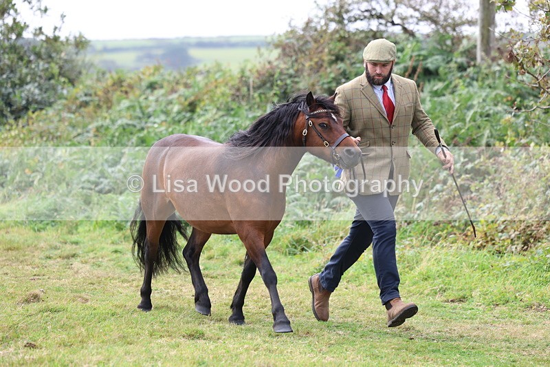 3E7A5669 - In Hand Championship