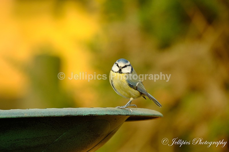  - Wildlife and Nature