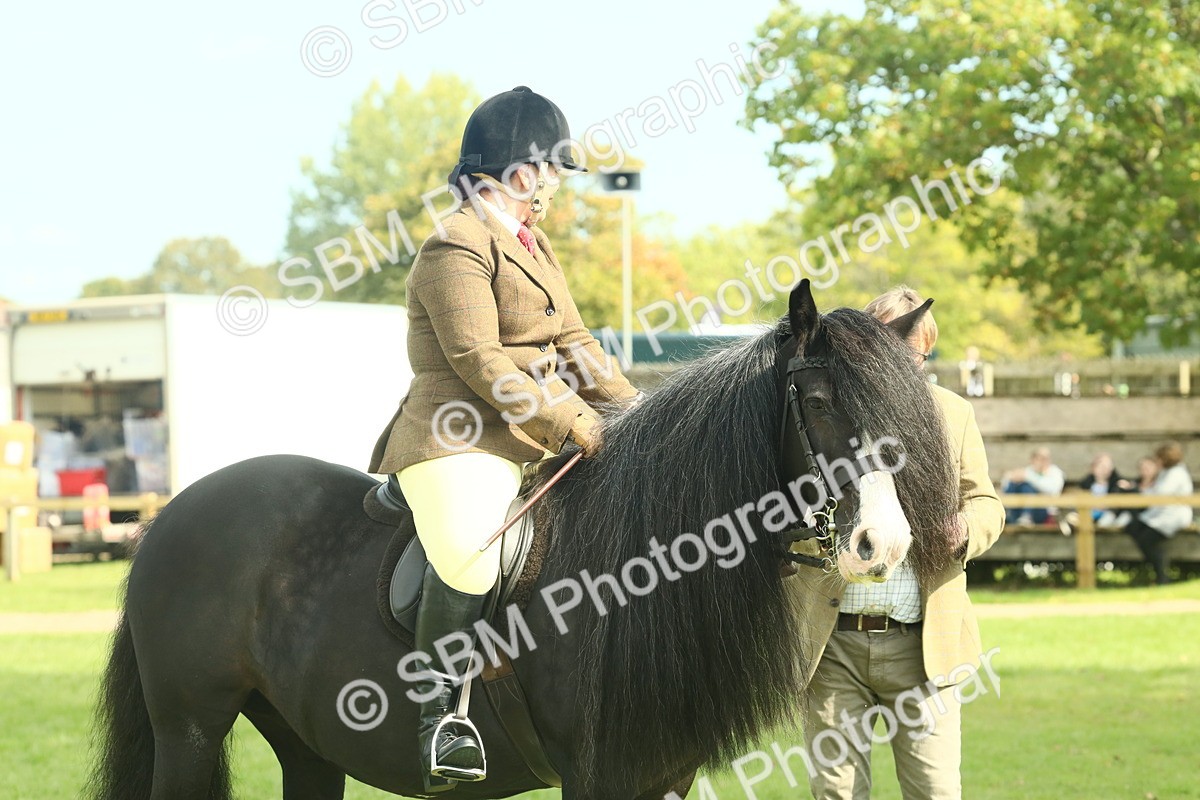 SBM_66608 - S34 - Rehabilitated Rescue Horse & Pony In Hand & Ridden