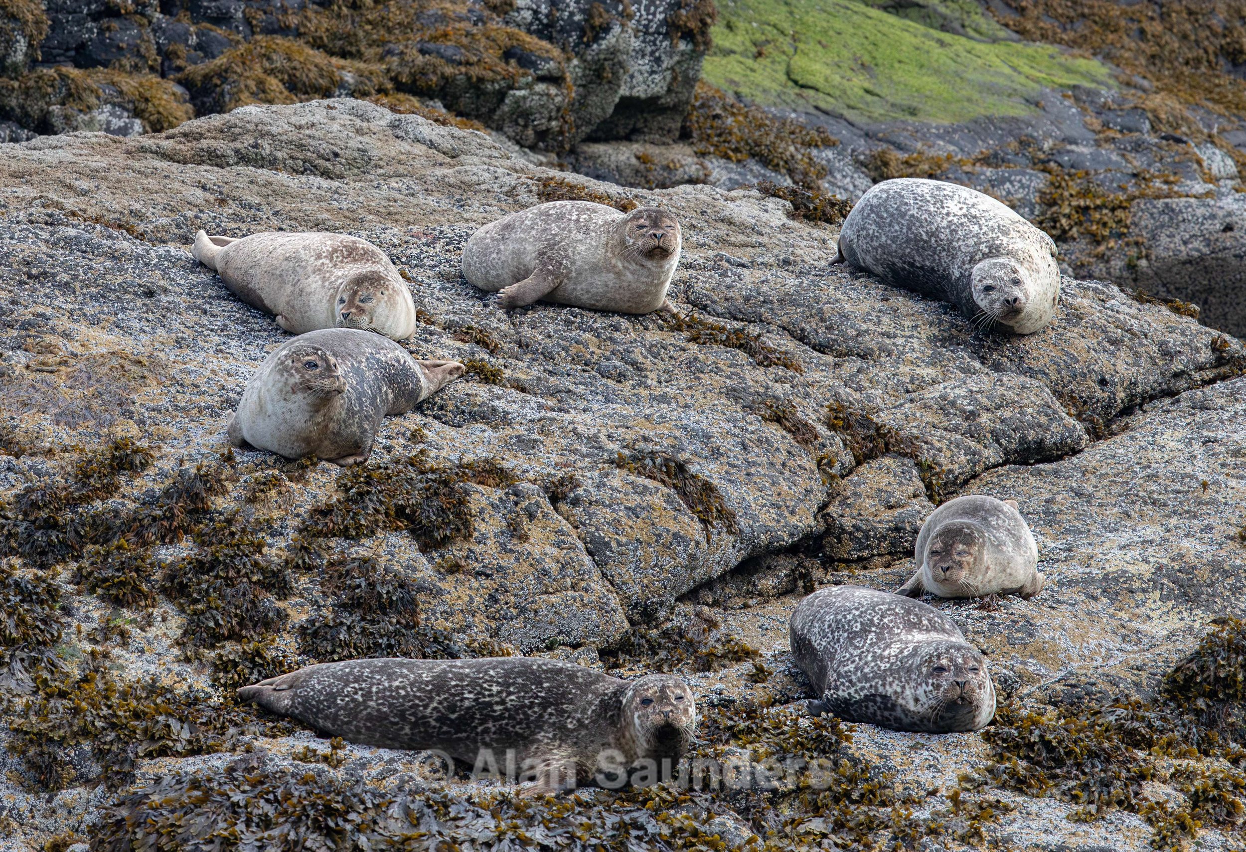 Common Seal 17