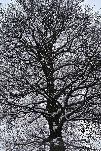 Snowy outline - LANDSCAPES & TREES