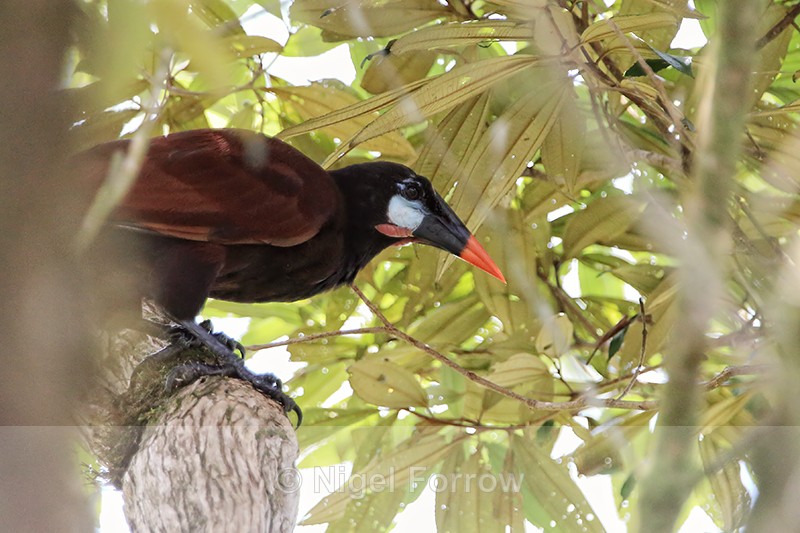 Close view of Montezuma Oropendola, Arenal, Costa Rica - Montezuma Oropendola