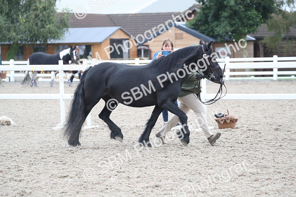 SBM_17920 - Class 317 IH Pure bred Horse/Pony