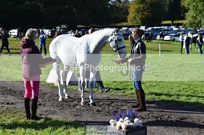 231022-110908-23757 - 401-SASSY.BIRD-Jemima.Haslam-TrotUp+SJ