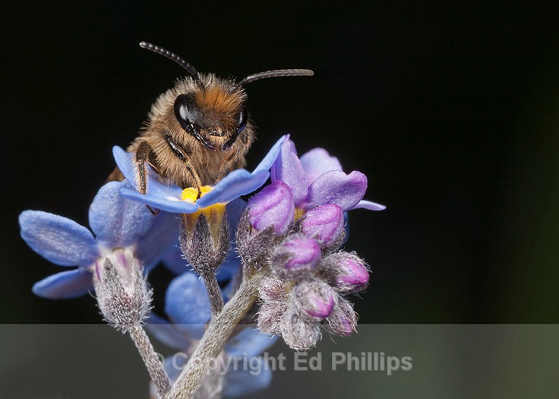 Andrena flavipes (m) - Andrena flavipes