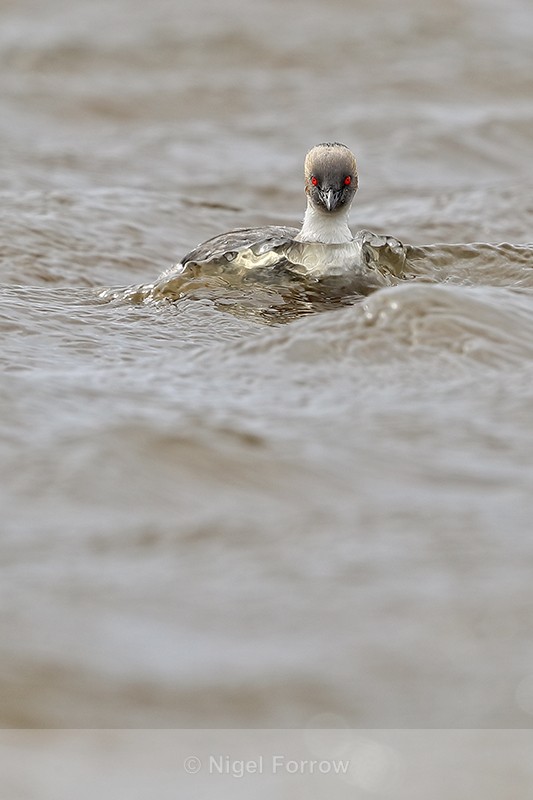 Silvery Grebe in choppy water, Sea Lion Island, Falklands - Silvery Grebe