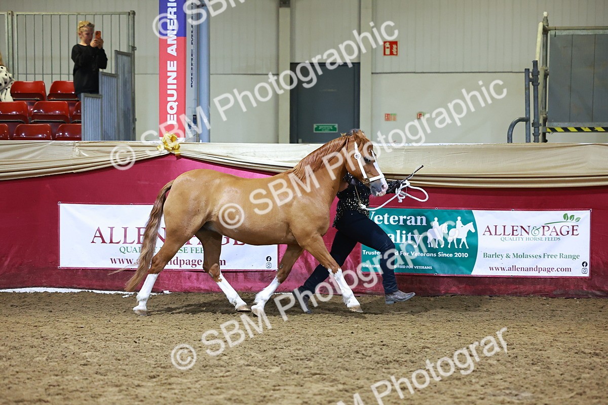 SBM_15238 - Class P - M&M Champ