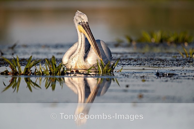 Dalmation Pelican - Danube Delta