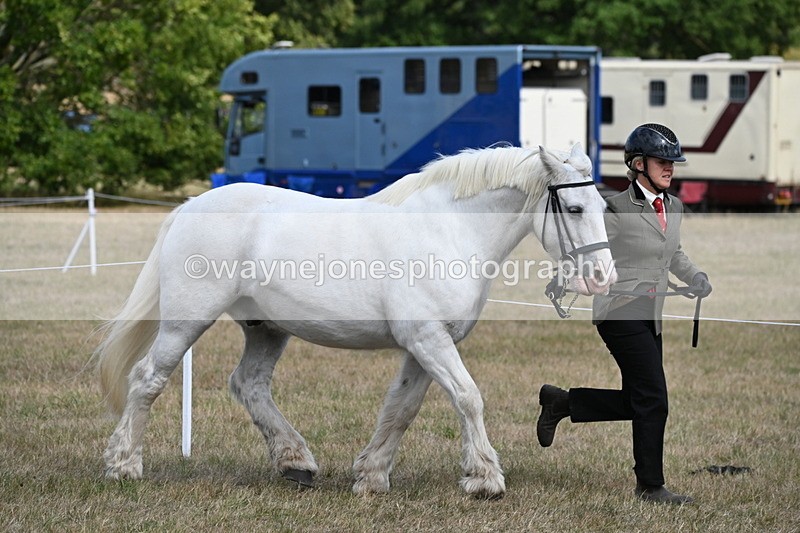 WJ6_6497 - Class 20 In-hand Cob