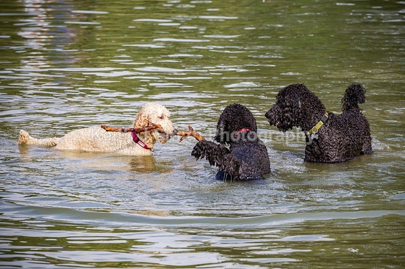 0KJS9352 - Dogs in Abington Park