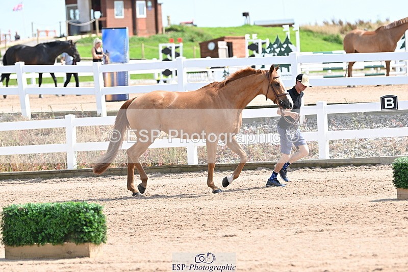 240717A-153315-02874 - Trot Up 3pm to 4pm