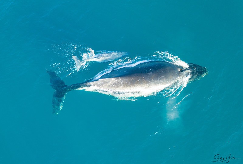 Humpback Baby 5